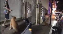 VIDEO ¬ Una pareja saca a pasear un león en calles de Puerto Vallarta, Jalisco