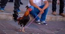 VIDEO ¬ Realizan pelea de gallos en una escuela de Hidalgo; asociación condena acto
