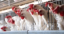 Secretaría de Agricultura confirma brote de influenza aviar en granja de Nuevo León