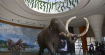 El INAH y la UNAM revelan la existencia de un linaje de mamut hasta ahora desconocido