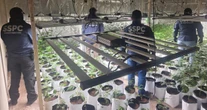 Invernaderos, mariguana de diseño y bodegas. En plena CdMx. Develan red internacional
