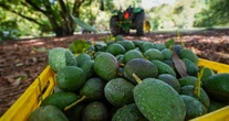 México abre mercado de 200 millones de consumidores para el aguacate: los brasileños