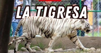 Tigre de bengala desparecido de zoológico en Puebla es hallado muerto tras inundación