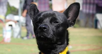 Gusano barrenador es hallado en un perro en Yucatán; suman cinco casos en el estado