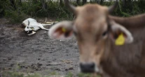 EU mantiene suspensión de importación al ganado de México por gusano barrenador
