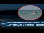 DÄNEMARK: Unfassbar! Im Video! Schaulustige klettern auf toten Wal und machen Selfies!