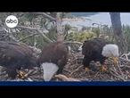 Big Bear bald eagle Sunny returns to nest, reunites with sister Gizmo