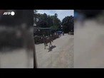 Serbia, zebra in fuga nello zoo di Belgrado