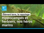 Ces héros marins capturent plus de CO2 que nos forêts • FRANCE 24
