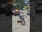 Patrol officers chase pig running on South Carolina interstate