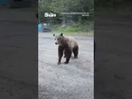 Woman shouts and screams at grizzly bear in terrifying encounter