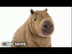 The capybara is this holiday season's viral stuffed animal following hype on social media 