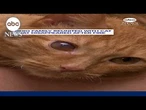 Ohio family reunited with cat that disappeared after fire