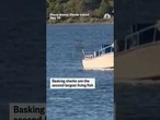 20-ft basking shark spotted off Rhode Island