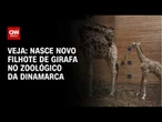 Novo filhote de girafa de zoológico da Dinamarca encanta; veja imagens | CNN BRASIL