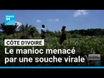 Alerte sur le manioc : une souche virale détectée dans les plantations de Côte d'Ivoire