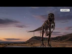 T. rex skeleton sells for $50 million, becoming most expensive fossil ever sold