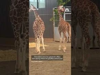 Baby giraffes found after disappearing for over a year