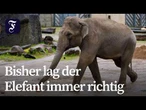 Tier-Orakel uneinig: Kann die DFB-Elf gewinnen?