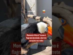Momento fofura! Tucano é flagrado dormindo e derrete corações nas redes