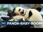 BERLIN: Exklusive Panda-Babys - Meng Meng erwartet plötzlich Zwillinge! | WELT Die gute Nachricht