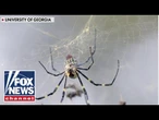 The Giant Joro spiders are making a comeback!