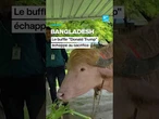 Bangladesh : le buffle "Donald Trump" échappe au sacrifice • FRANCE 24