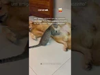 Gato de rua “massageia” golden e chama atenção