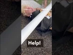 WATCH: Goalpost nearly crushes fan in wild Colorado celebration #shorts #ncaa #colorado #football