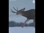 Deer startled after shedding its antler