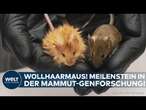 USA: Mammut-Genforschung! Wissenschaftler erschaffen erste „Wollhaarmaus“ durch Gentechnik!