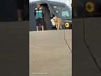 California dog retrieves packages from delivery drivers