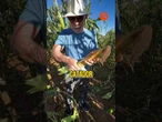 “Agricultor, eu nem sabia que eu era”, diz Lula ao colher milho