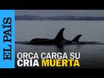 ANIMALES | Una orca lleva consigo una cría muerta en el mar | EL PAÍS