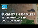 Derrubada floresta em Fortaleza ocorre antes de fim da avaliação do Ibama l O POVO News