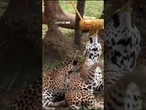 Gatinhos? Brincadeira em zoo chama atenção pela força de onças-pintadas