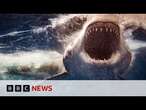 Sharks less likely to attack surfboards with lights, study finds | BBC News