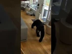 Watch: Tiny dog chases bear out of house