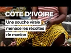 Côte d’Ivoire, une souche virale menace les récoltes de manioc • FRANCE 24