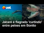 Jacaré é flagrado 'curtindo' e nadando entre peixes em Bonito, no Mato Grosso do Sul; vídeo