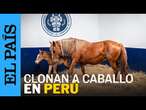 PERÚ | Investigadores logran clonar un caballo autóctono de Perú | EL PAÍS