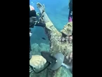 Divers clean famous underwater statue off Italian coast