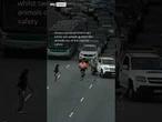 Family of ducks causes traffic on busy motorway in Australia