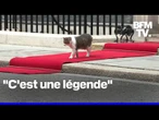 Royaume-Uni: "Larry The Cat", locataire à quatre pattes du 10 Downing Street depuis quinze ans