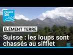 Suisse : les loups sont chassés au sifflet • FRANCE 24