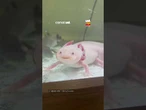 Paciente mais fofo do dia? Axolote encanta após atendimento veterinário