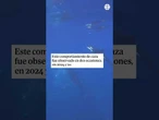 Descubren una impactante técnica de caza de las orcas: embisten a gran velocidad a peces luna