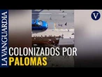 Vivir entre palomas a pie de playa: el sucio día a día de un vecindario de Castelldefels