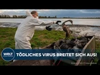 VIRUS-KEULE: Massive Massenschlachtung ‒ 400.000 Tiere tot, Vogelgrippe wütet weiter!