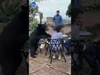 Shocking moment bear smacks woman in the face on restaurant patio